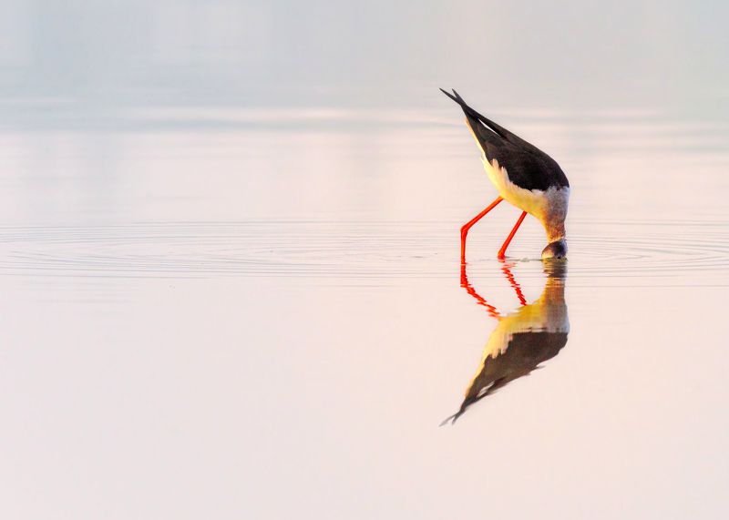 closeup, bird, birds, wild, wings, beauty, nature, swan, feather, spread, little sparrow,animal,animals,nikon,tailorbird,portraitm,eyes,eagle,kite,flying,sky,prey Black-winged stilt фото превью
