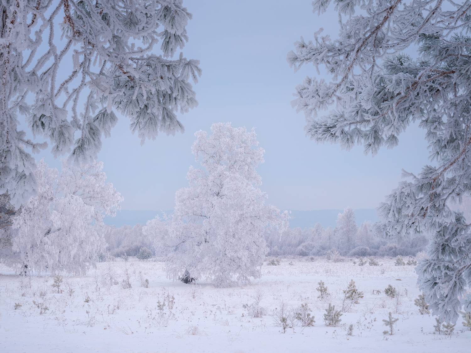 зима, мороз, туман, снег, иней, деревья, Леонтьев Константин