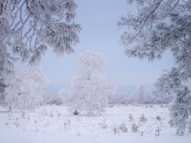 зима, мороз, туман, снег, иней, деревья Тихий зимний вечер. / Silent winter evening. фото превью