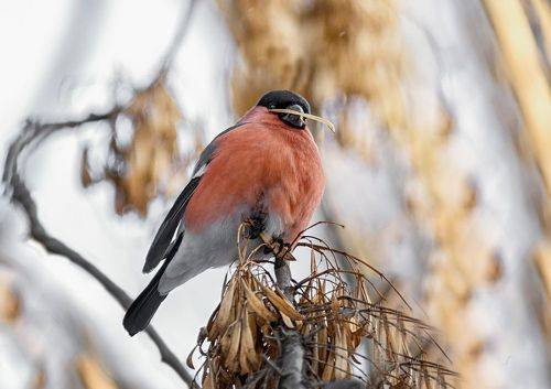Снегирёк красногрудый