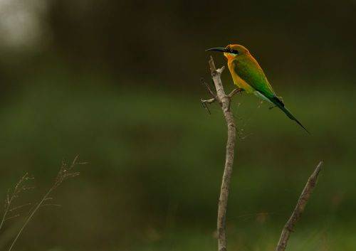 Bee-eater
