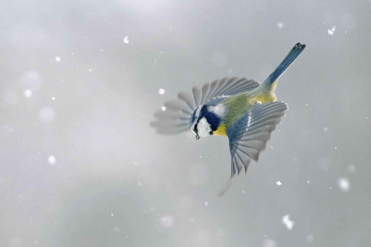 , Евгени Стефанов