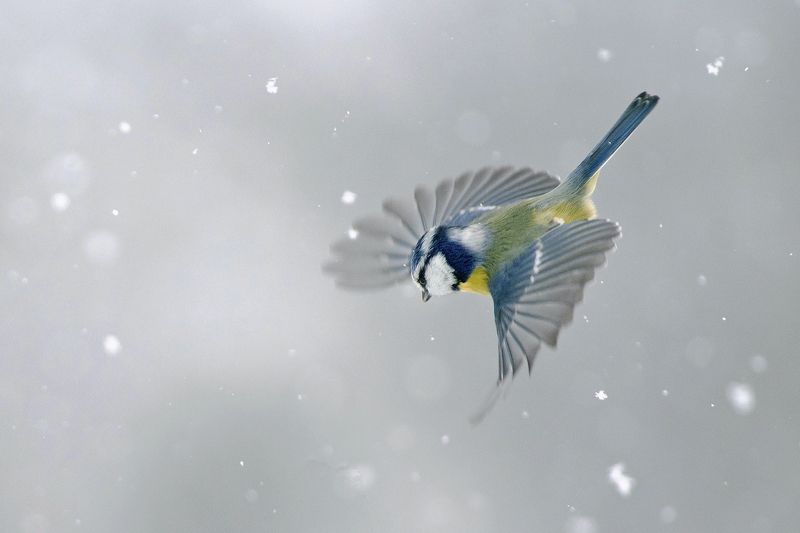 Лазоревка фото превью