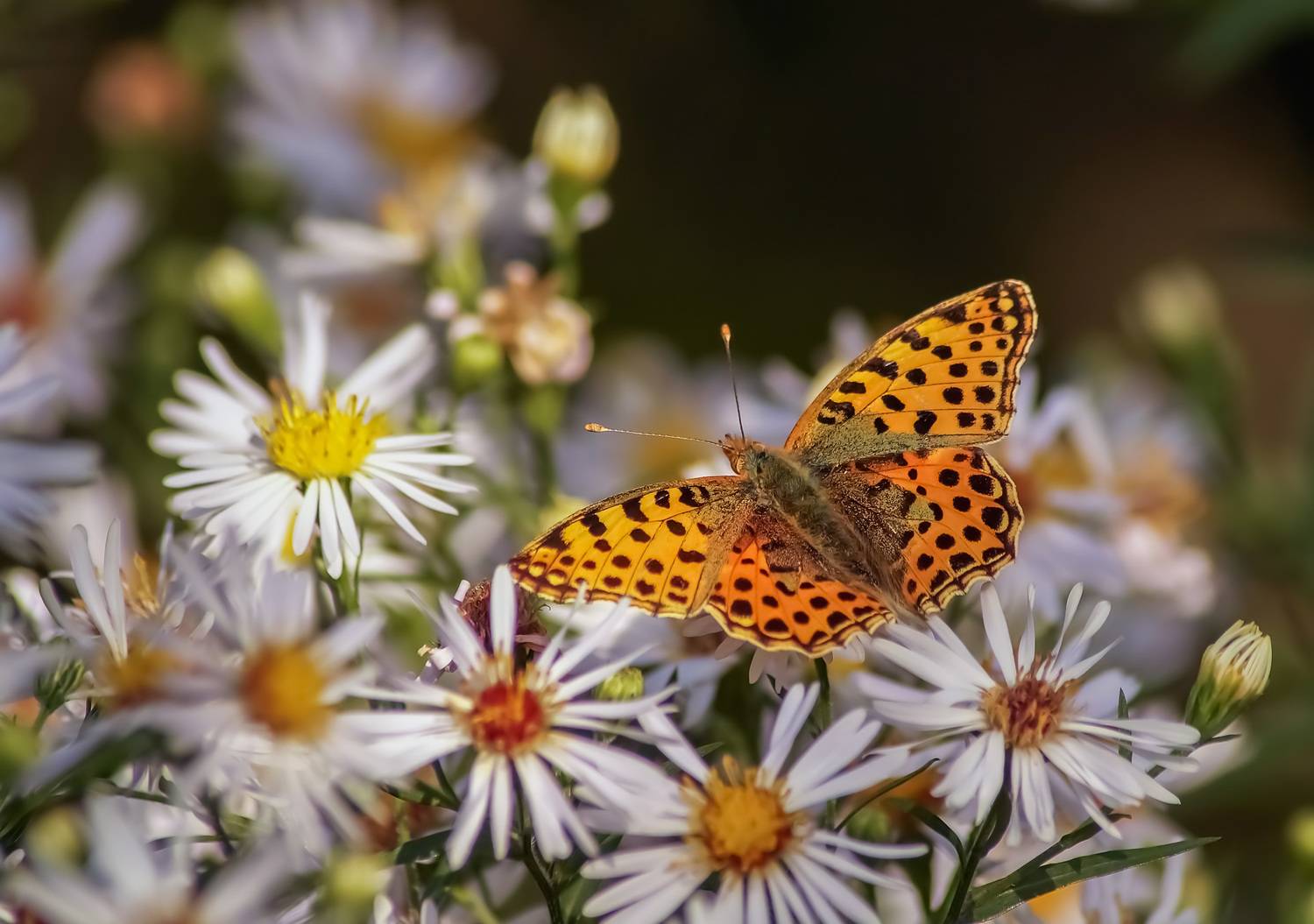 Бабочка, цветы, Чепленко Алексей