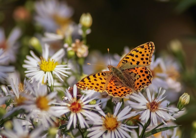 Перламутровка фото превью