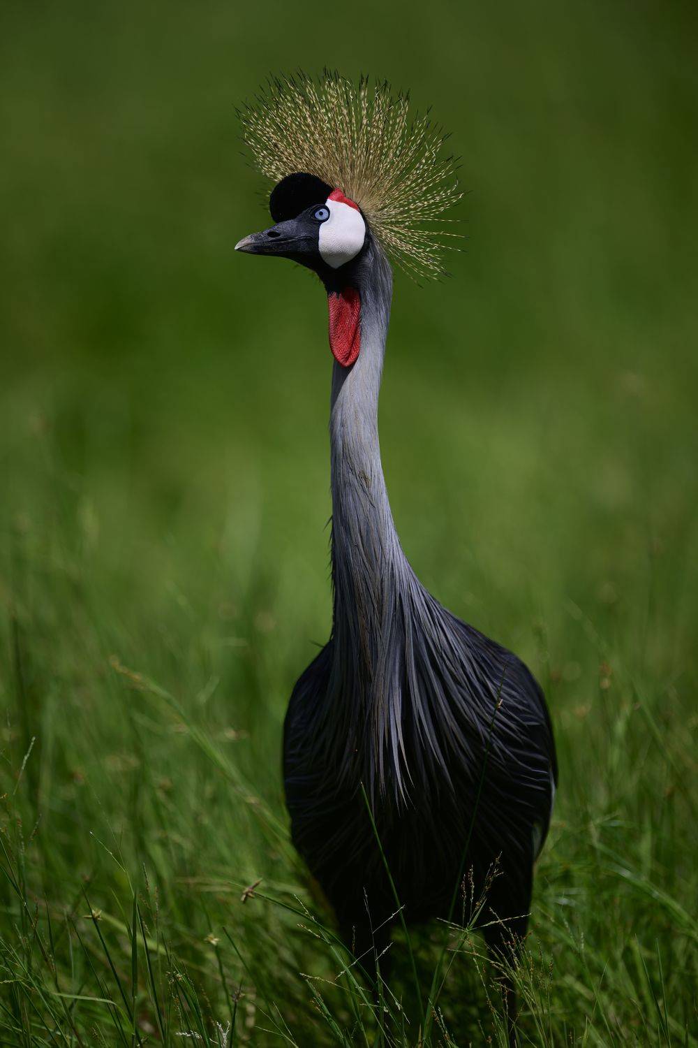 , Пупонин Сергей