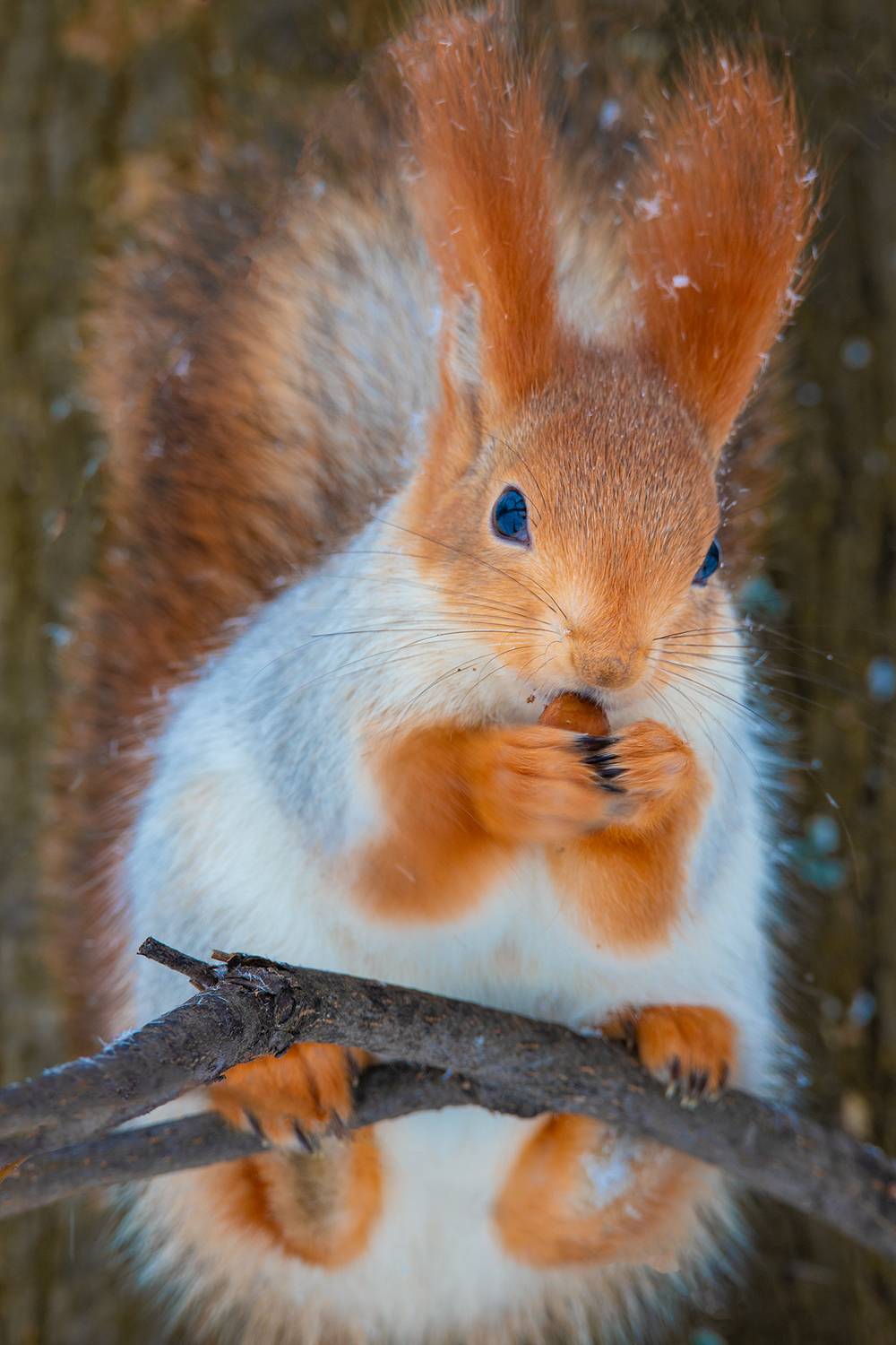 , Чудинин Дмитрий