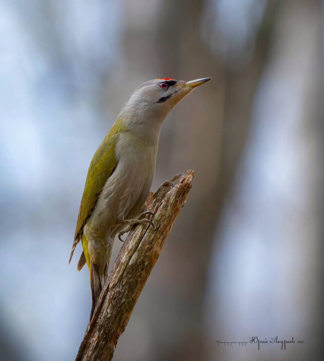 седой дятел, седоголовый дятел, picus canus, псковская область, великолукский район, Юрий Андреев