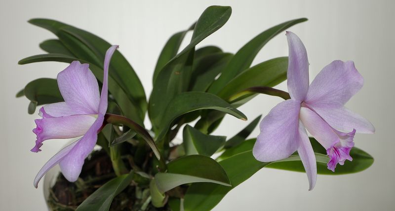 орхидея, , cattleya, barbara, tague My Precious фото превью