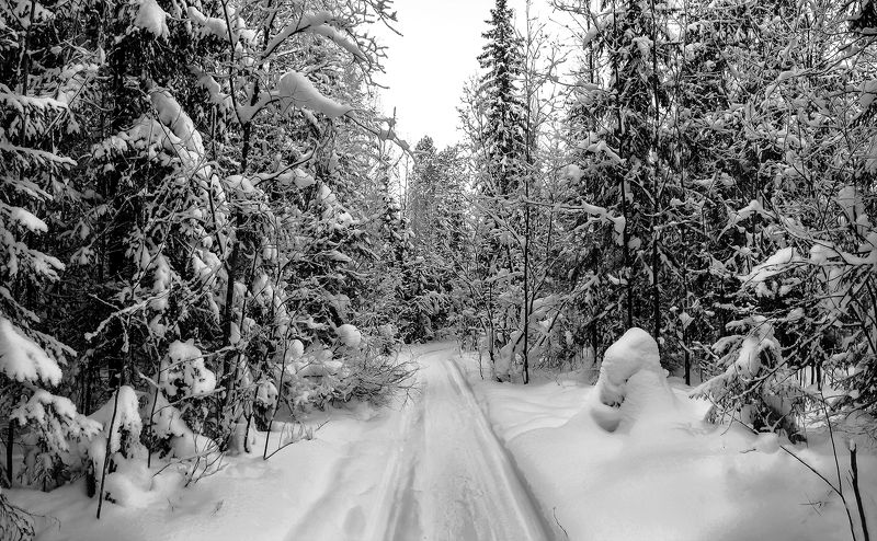 В чащу лесную фото превью
