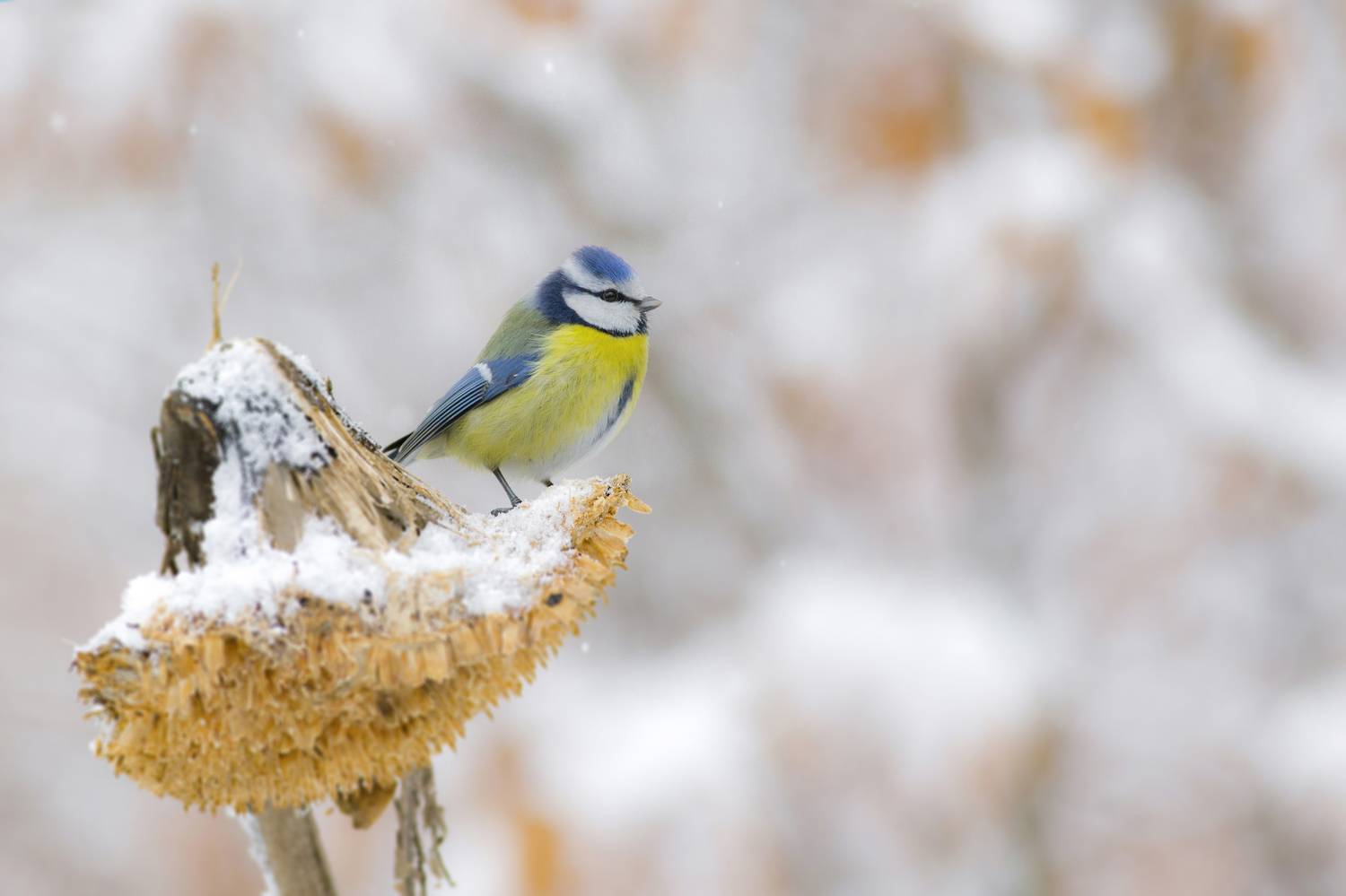 Horizontal, Bird, Songbird, Nature, Animal, Wildlife, Bluetit, Animal, Day, Winter, Bluetit, Tit, Wildlife, Damian Cyfka