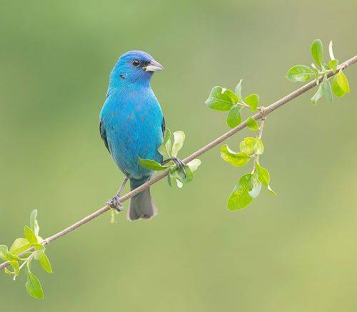 Indigo bunting. Индиговый овсянковый кардинал