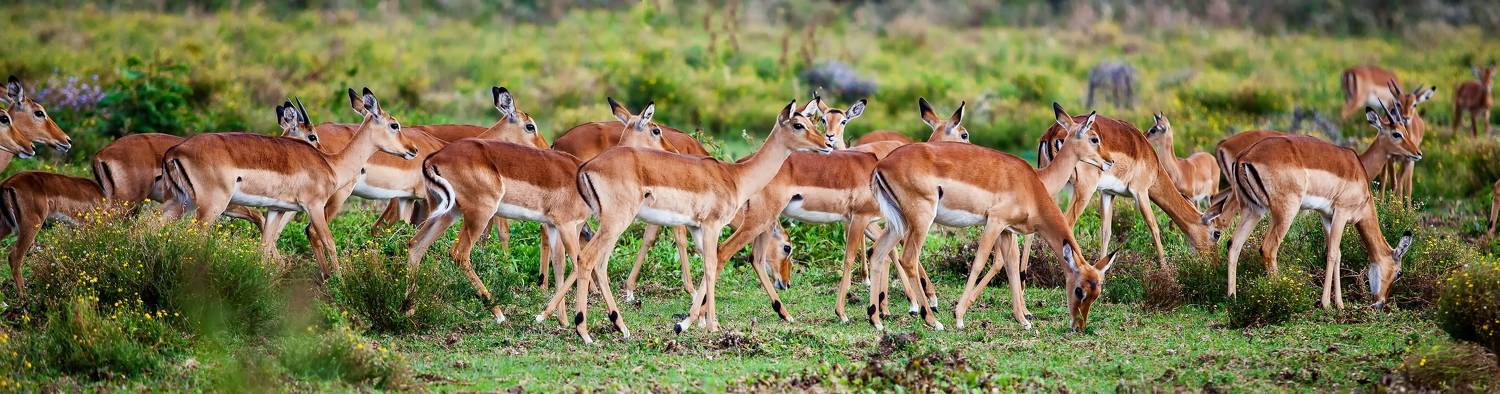 Кения, Lilia Tkachenko