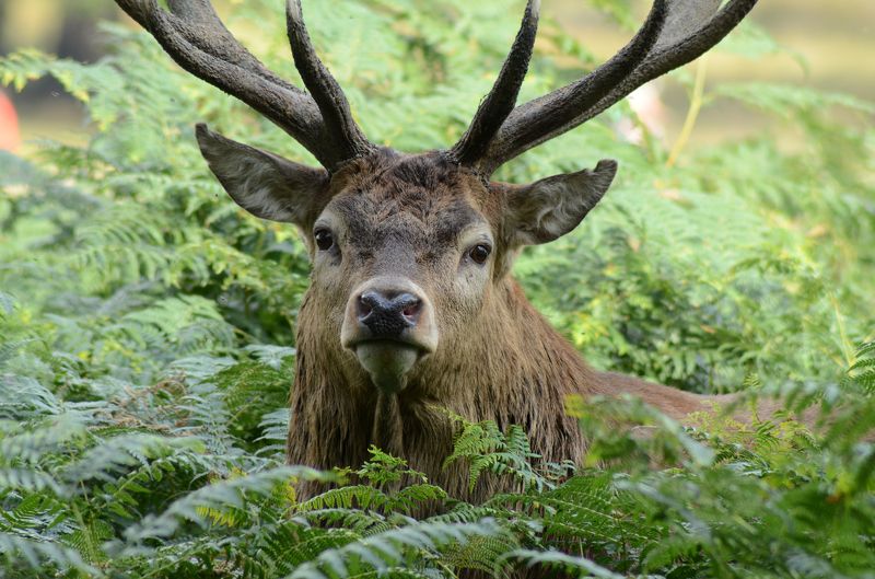 portrait, deer, horns, forest, animals, mammals portrait фото превью