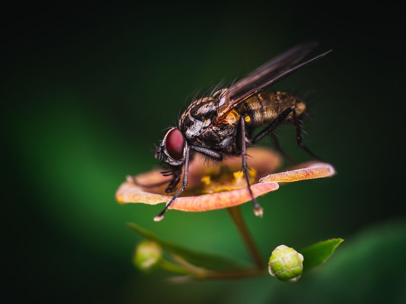 Портфолио фото превью