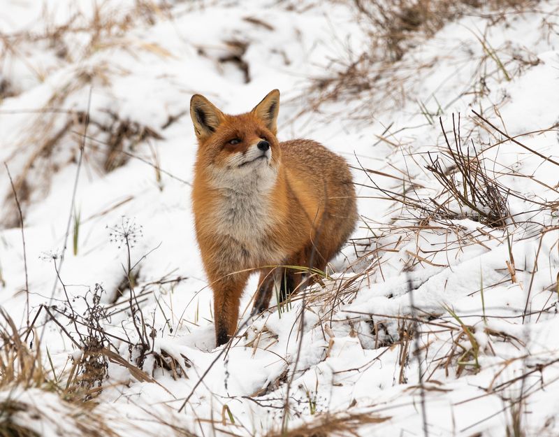 лисица, снег, дикие животные, Нос по ветру фото превью