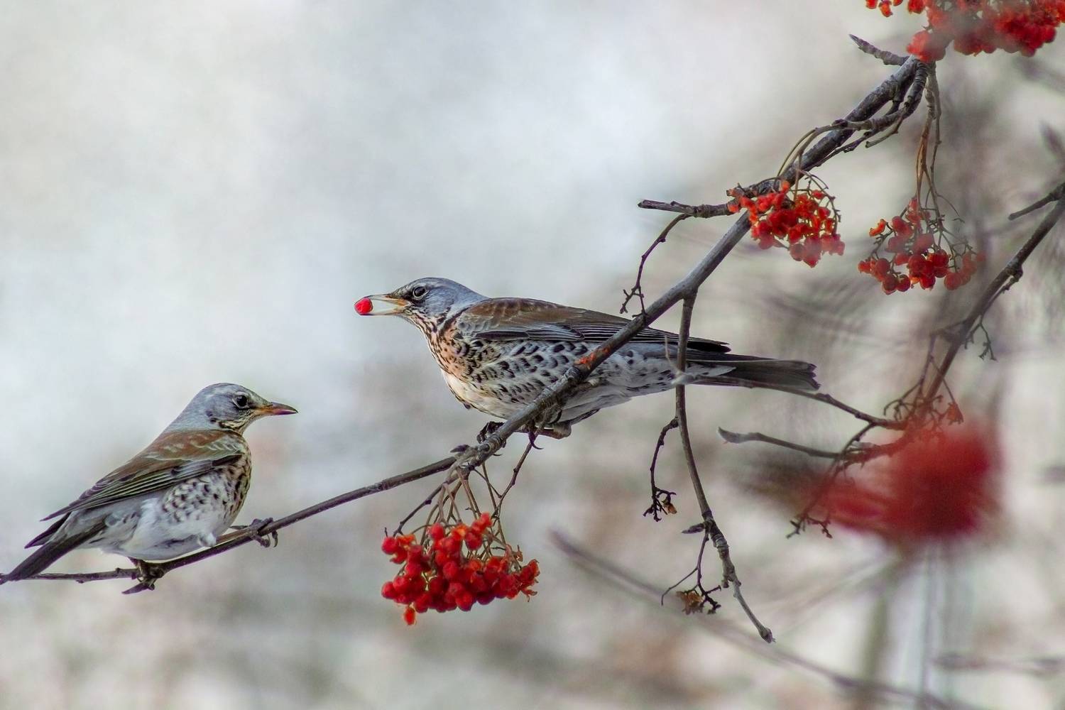 дрозд-рябинник, Александр Канцур
