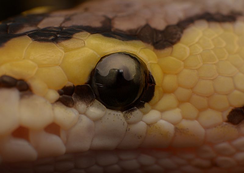 macro, nature, snakes, reptiles Ball Python фото превью