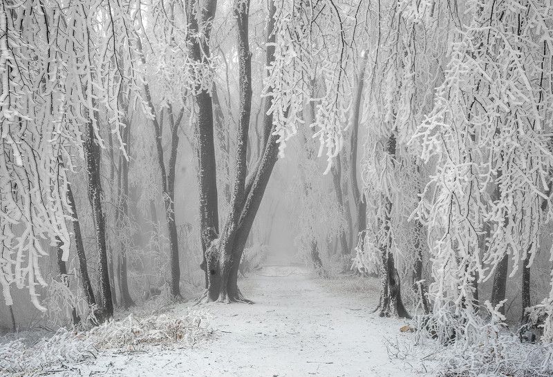 Изморозь фото превью