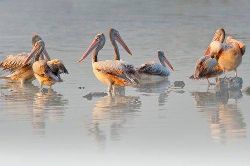 Pelicans