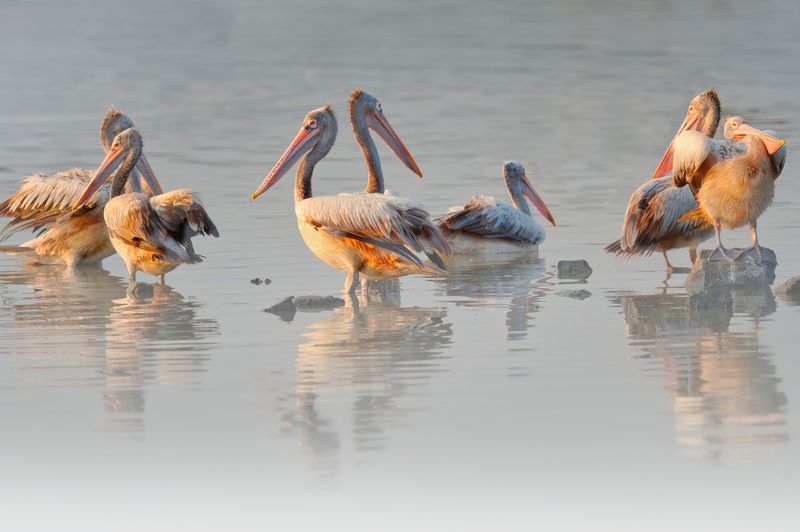 closeup, bird, birds, wild, wings, beauty, nature, swan, feather, spread, little sparrow,animal,animals,nikon,tailorbird,portraitm,eyes,eagle,kite,flying,sky,prey Pelicans фото превью