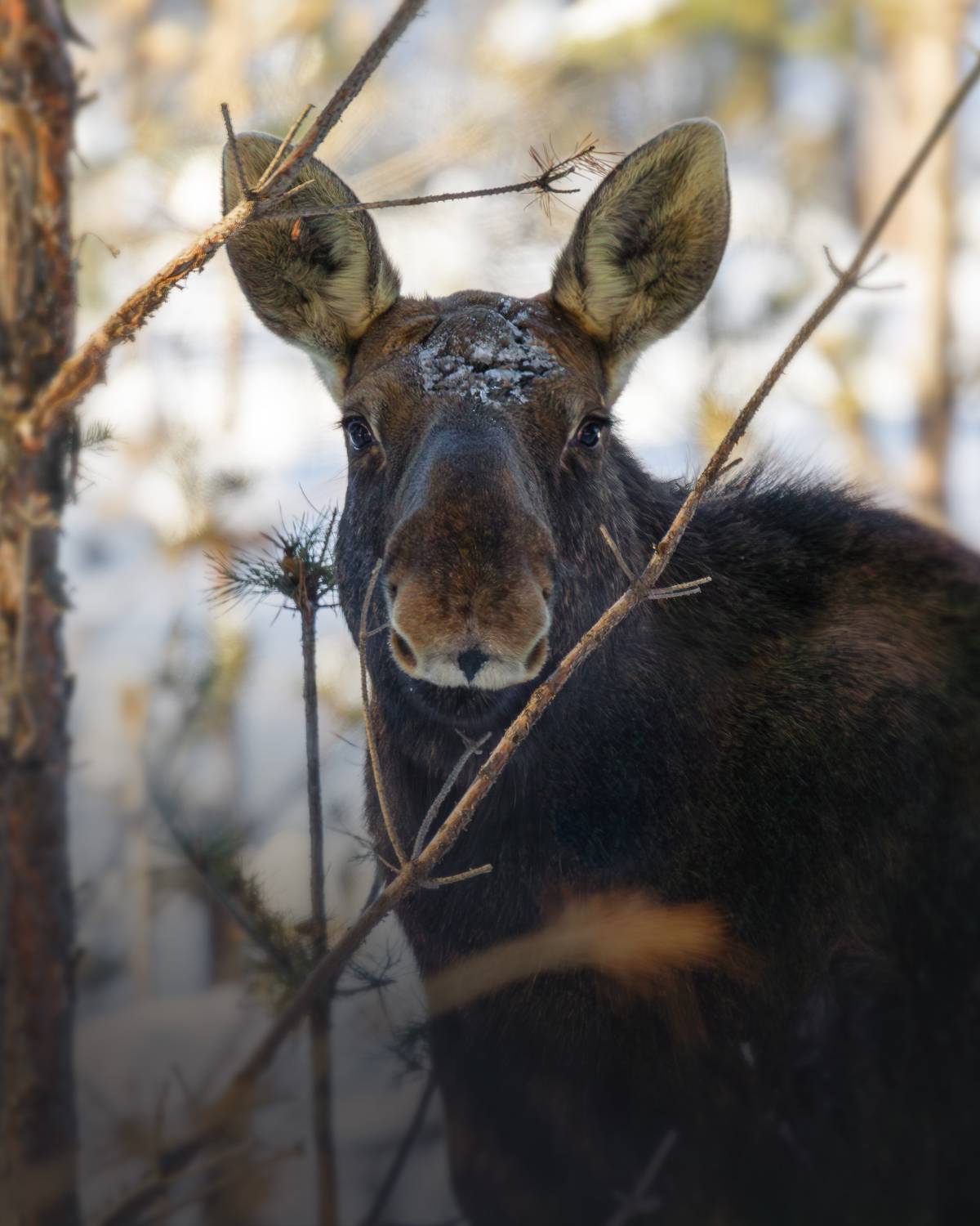 , Гильманов Артур