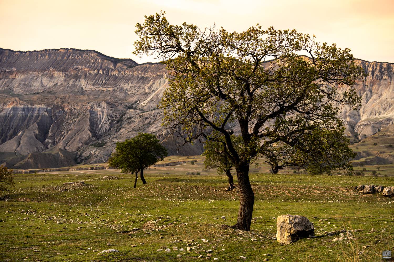 дагестан, Ковалев Дмитрий