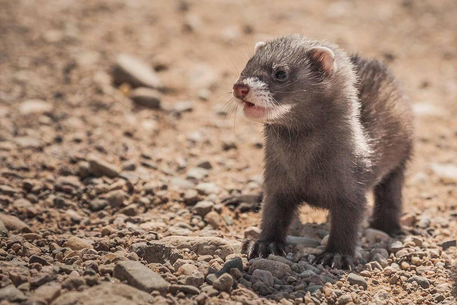 , Напалкин Станислав
