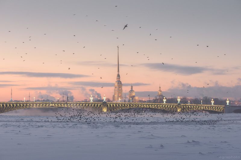 санкт-петербург, спб, россия, питер, spb, saint-petersburg, piter, russia, нева, троицкий мост, петропавловский собор Стая СПб фото превью