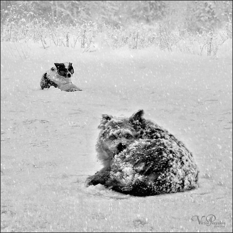 Сучья жизнь фото превью