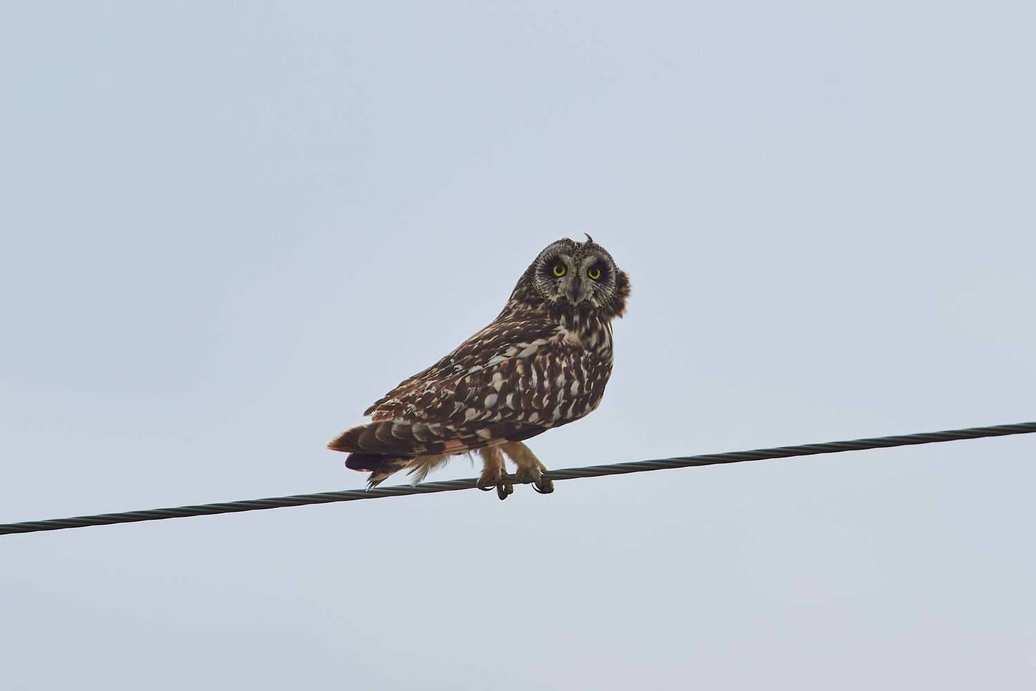 volgograd, russia, wildlife, bird, birds, birdswatching, Asio flammeus. , Павел Сторчилов