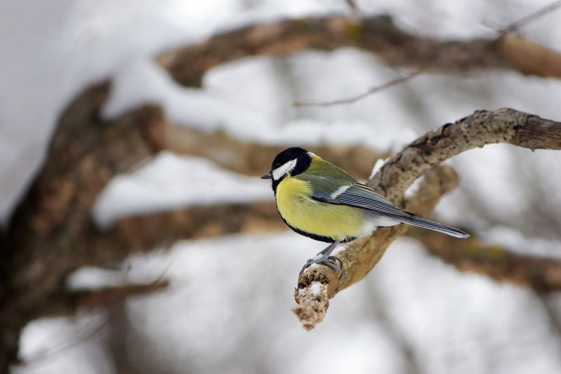 Большак (Parus major) фото превью