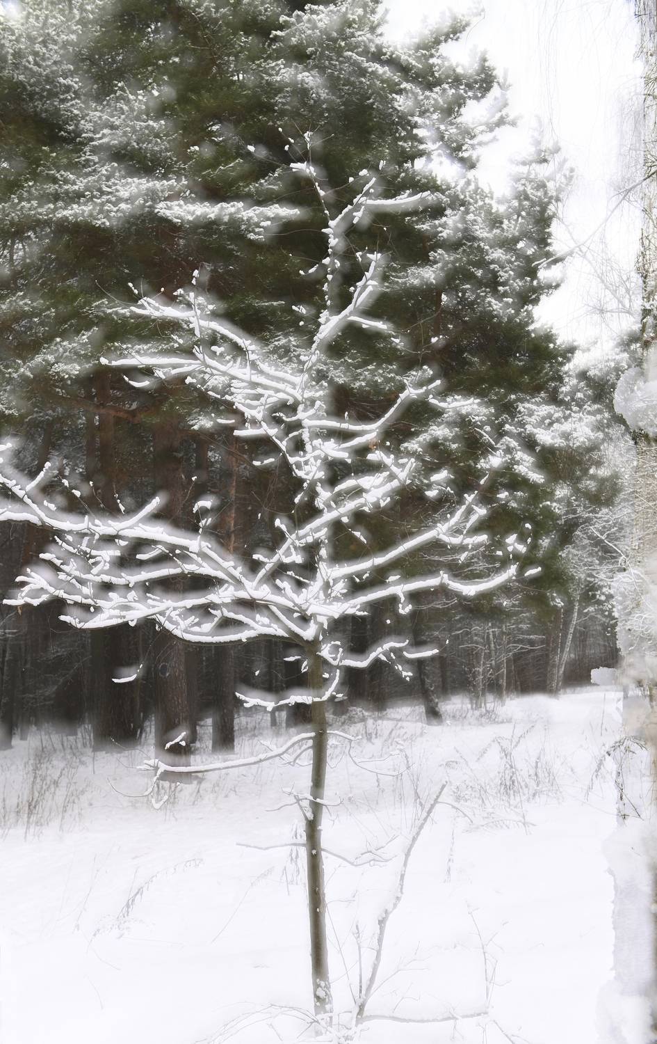 , Аникеев Владимир