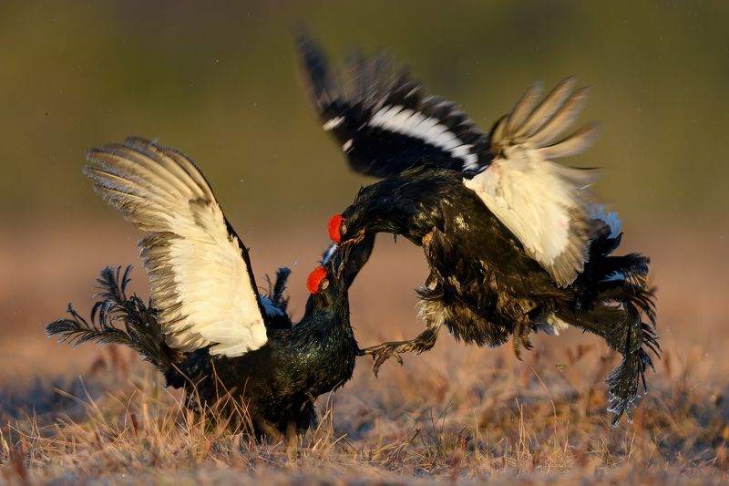 Схватки косачей. фото превью