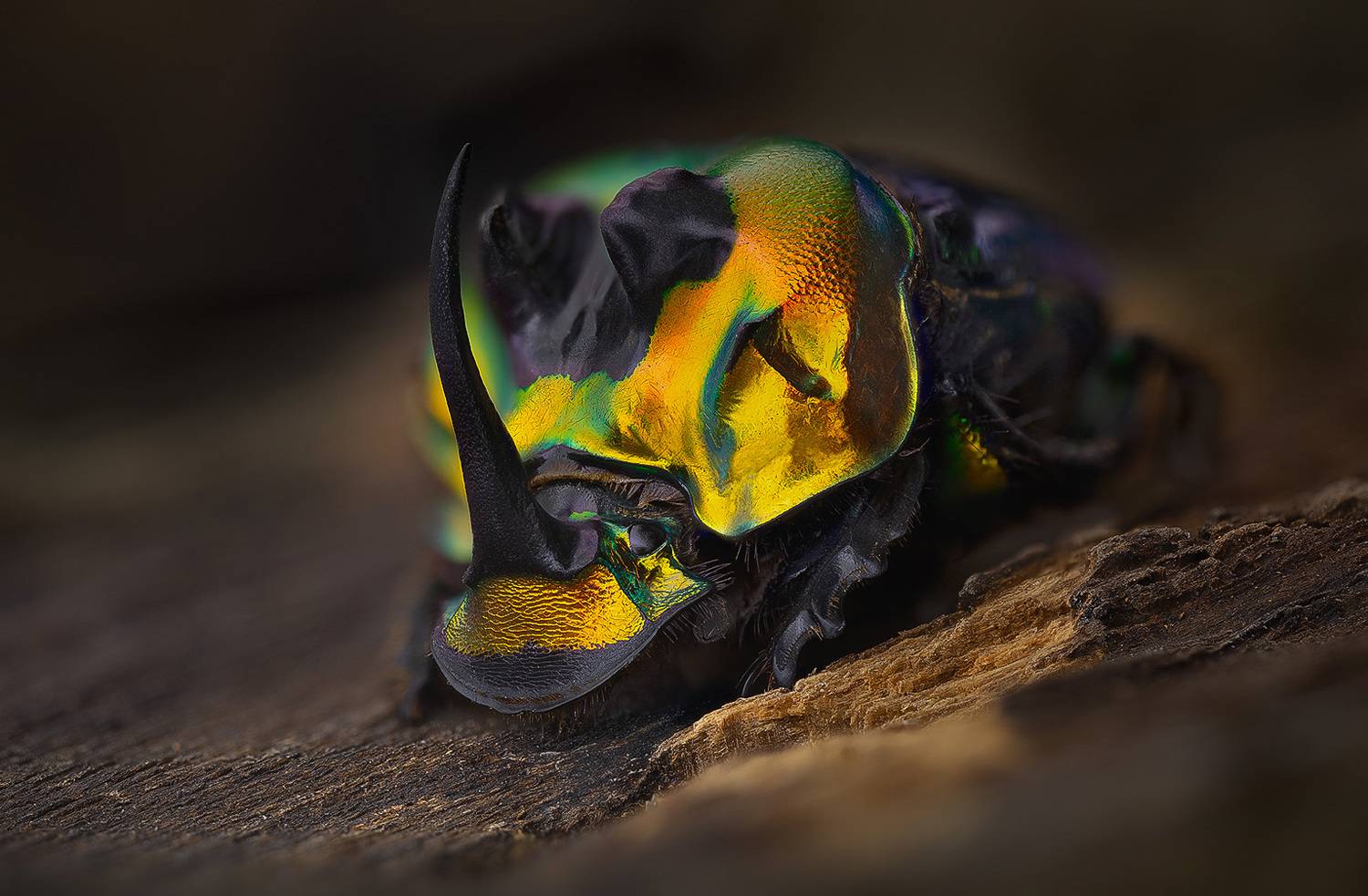 coleoptera, scarabaeidae, sulcophanaeus imperator, новозник, Eugenijus Kavaliauskas