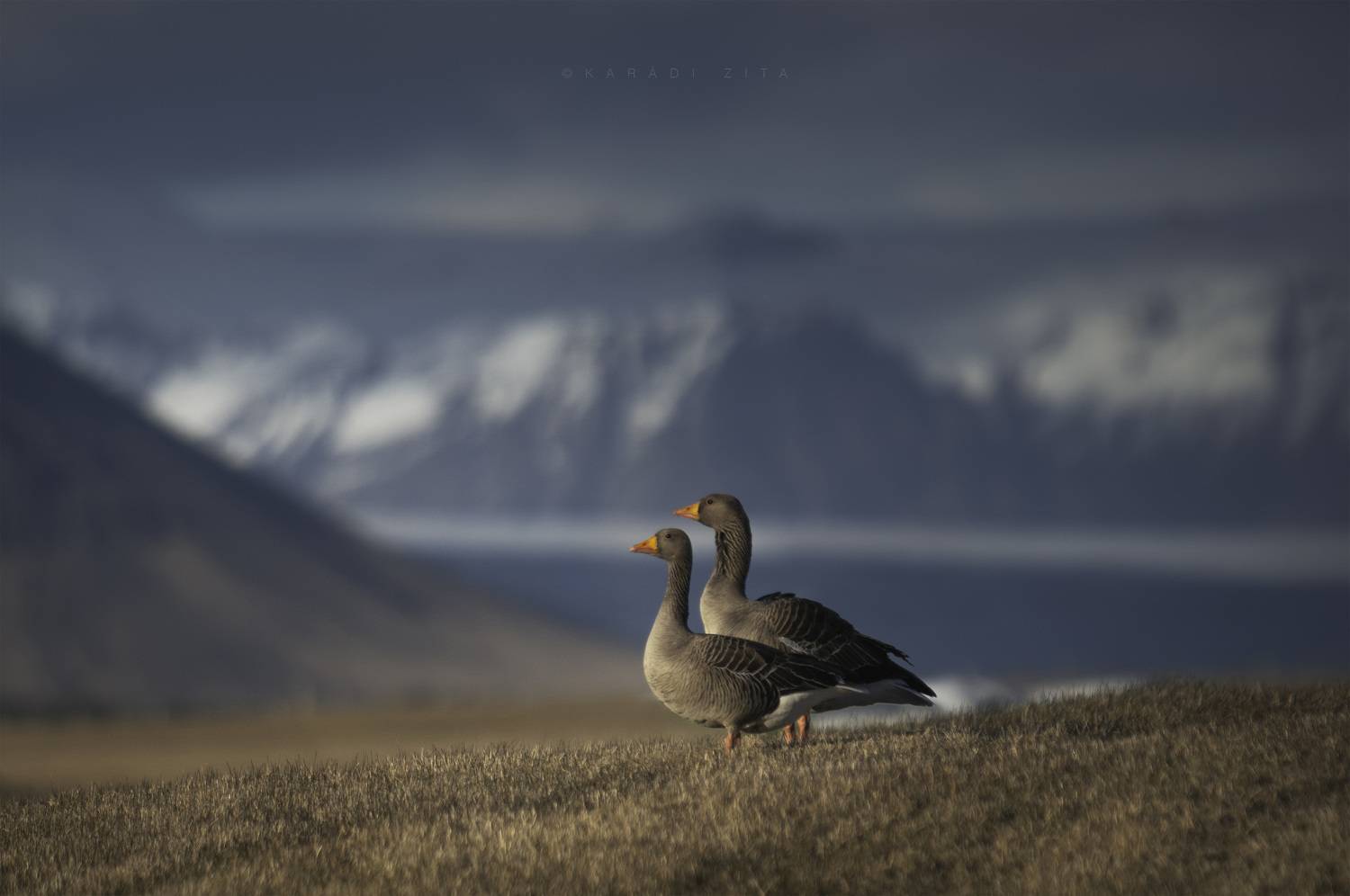 iceland goose mountains birds landscape, Kar&aacute;di Zita