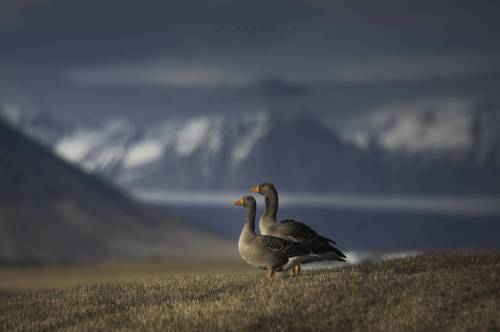 Lords of Iceland