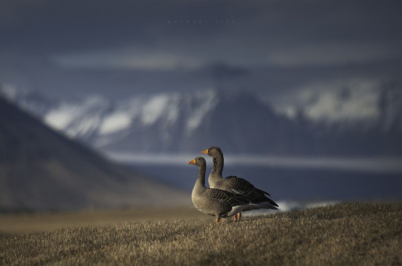 iceland goose mountains birds landscape Lords of Iceland фото превью