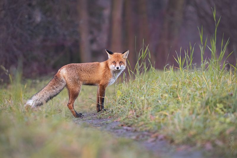 лиса на неведомой тропинке фото превью