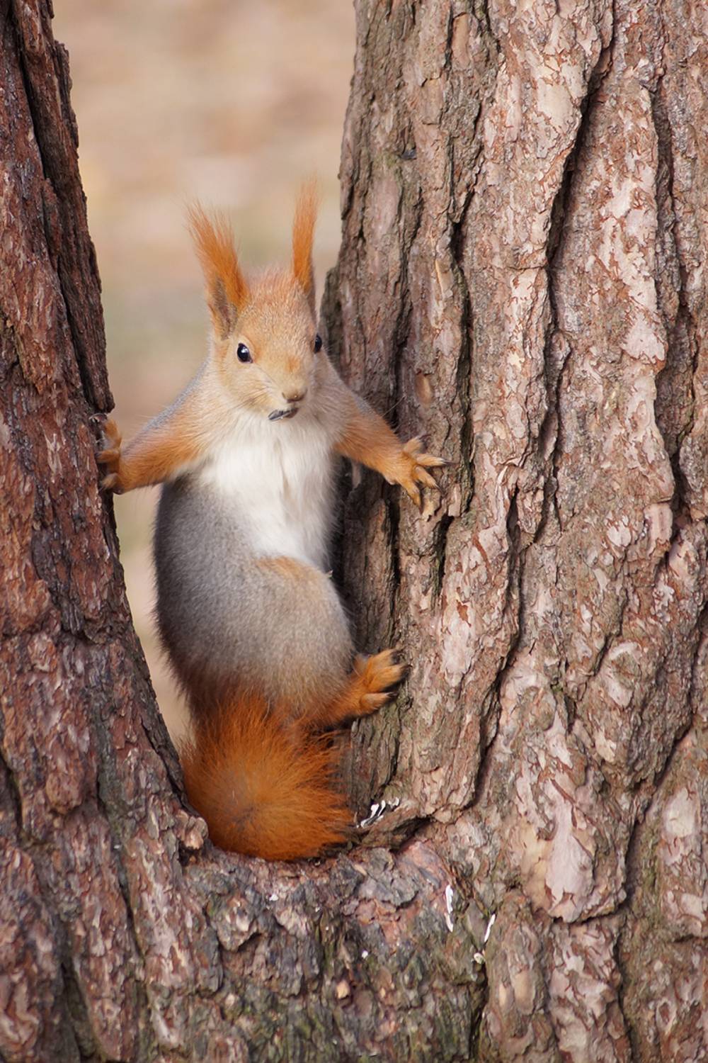 Белка, Чепленко Алексей