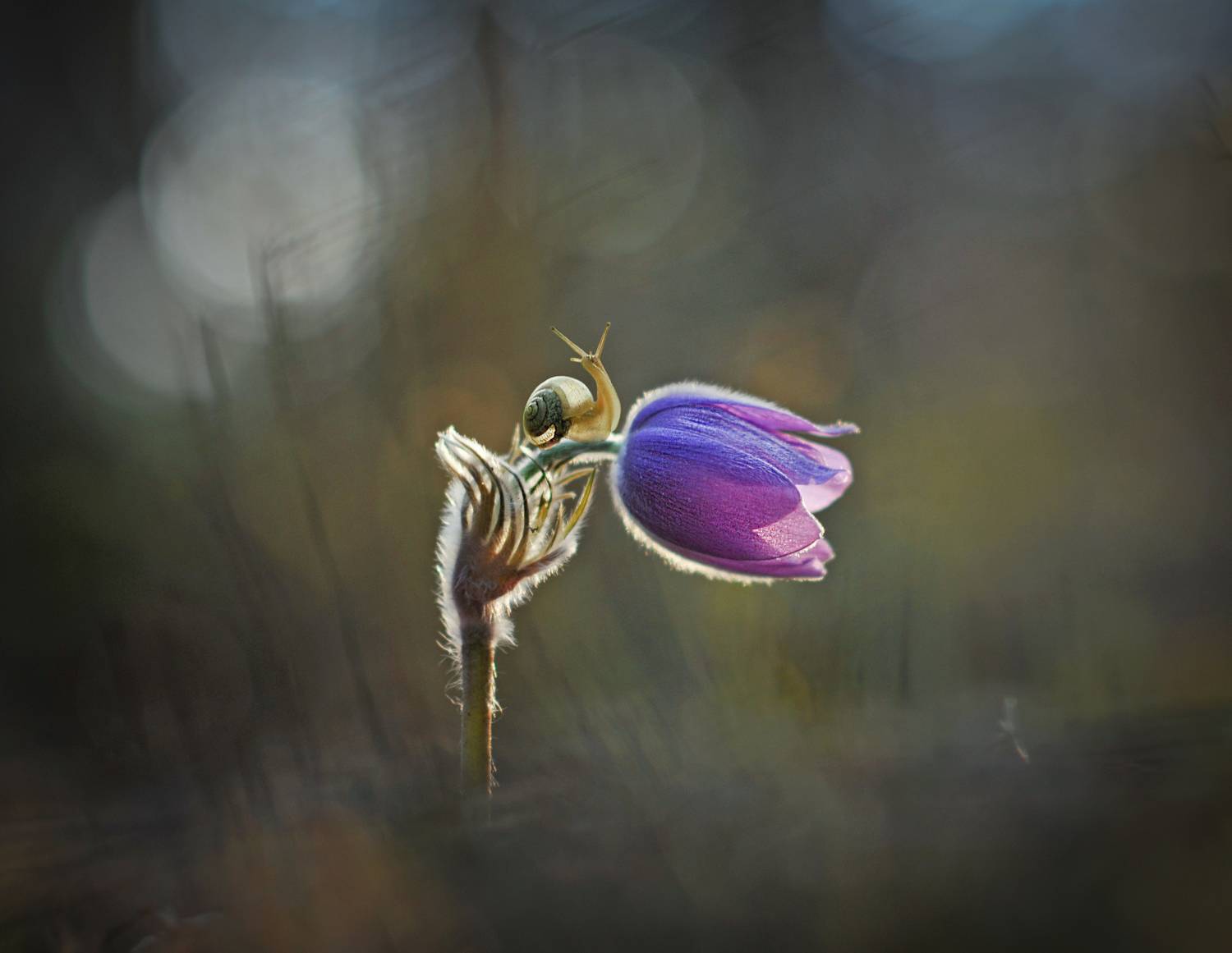 весна, сон-трава, макрокрасота, Александр Гвоздь