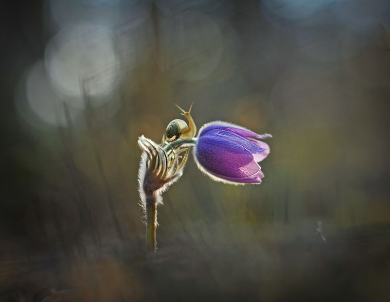 *** фото превью