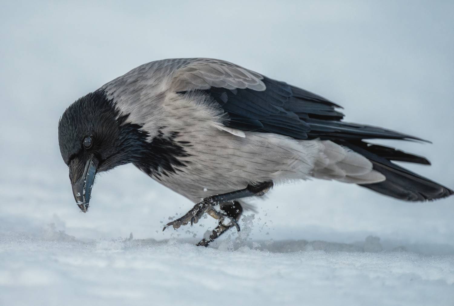 , Дэм Константин