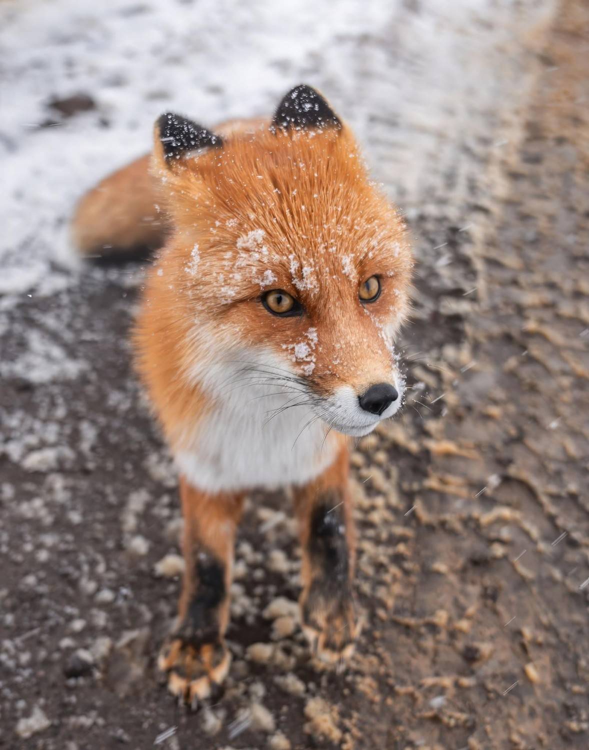 , Дэм Константин