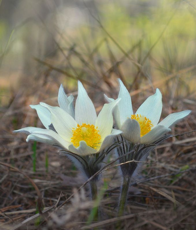 Сон-трава фото превью