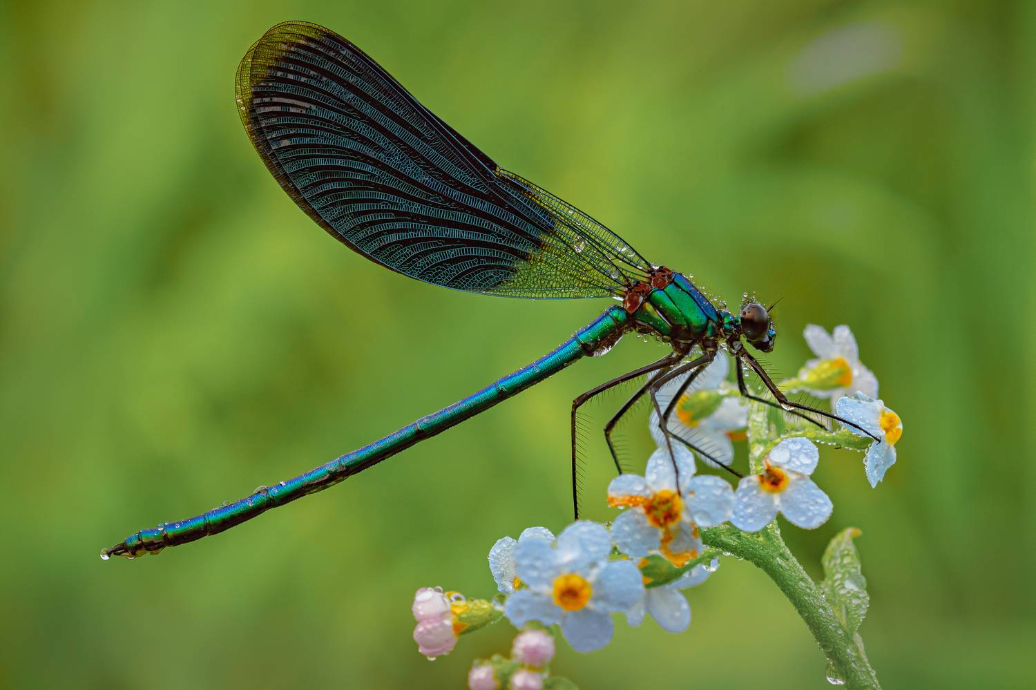 , Зайцев Роман