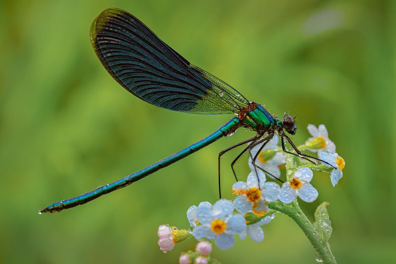 Утренняя стрекозка  фото превью