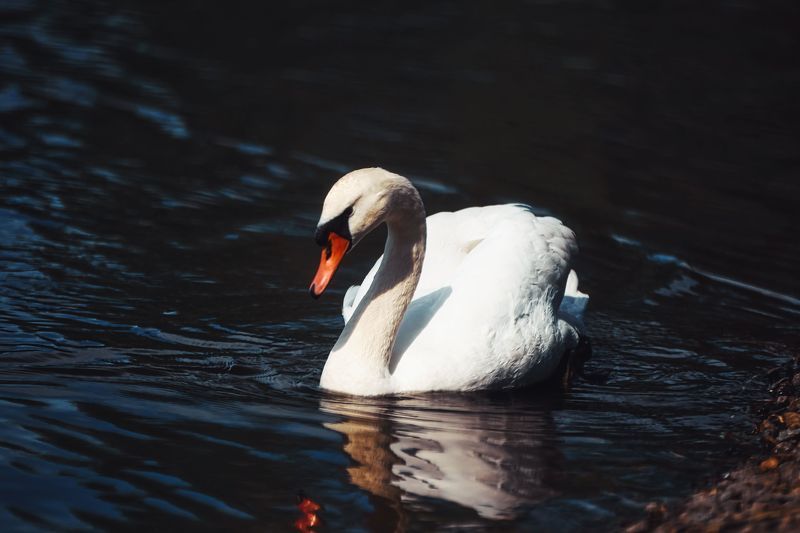 Белый лебедь фото превью