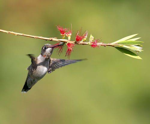 Ruby-throated Hummingbird. С Днем Орнитолога!