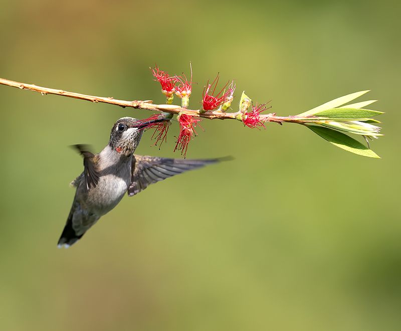 колибри,ruby-throated hummingbird, hummingbird, весна Ruby-throated Hummingbird. С Днем Орнитолога! фото превью